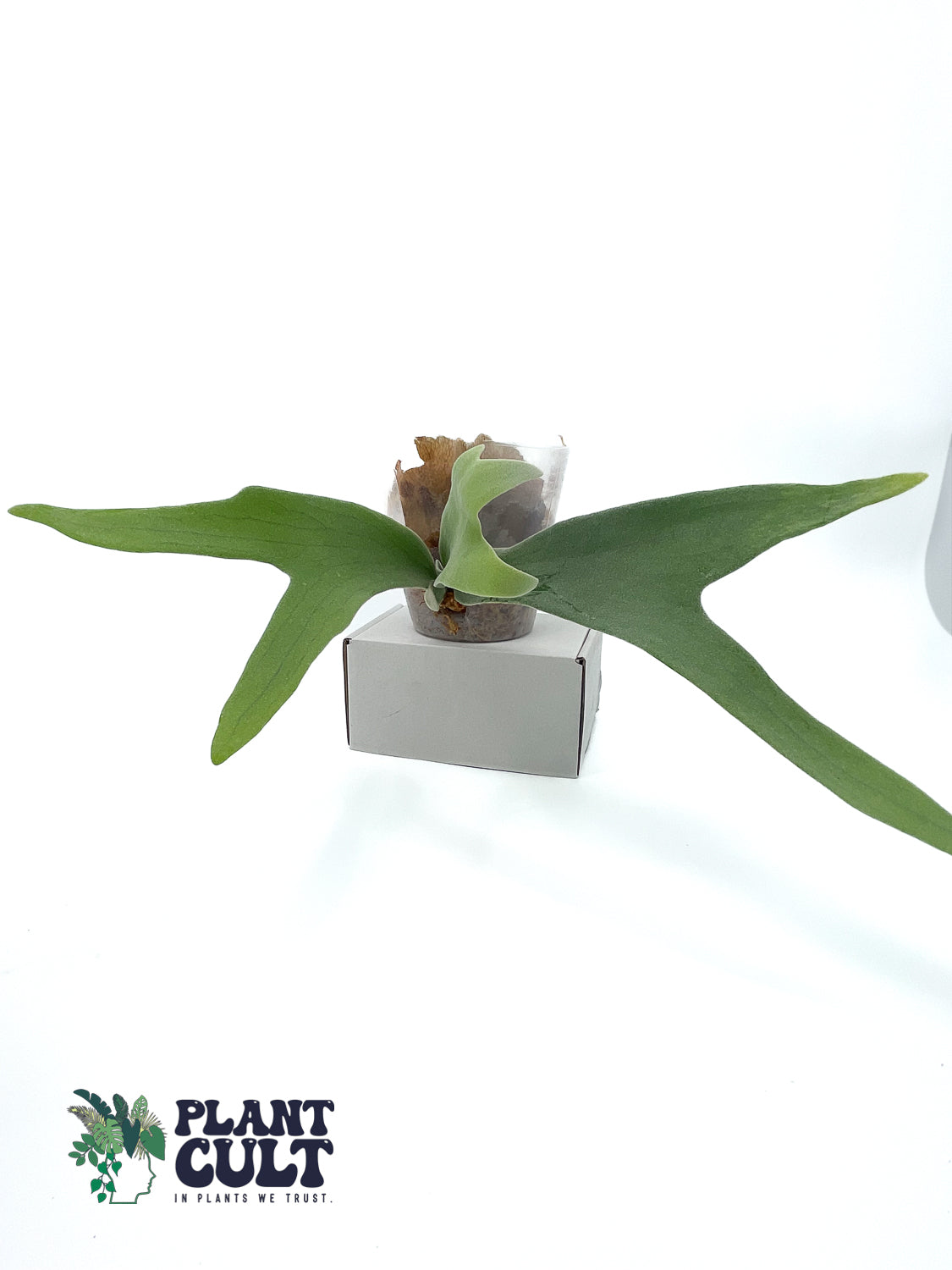 Platycerium Haunted Friday (pup)