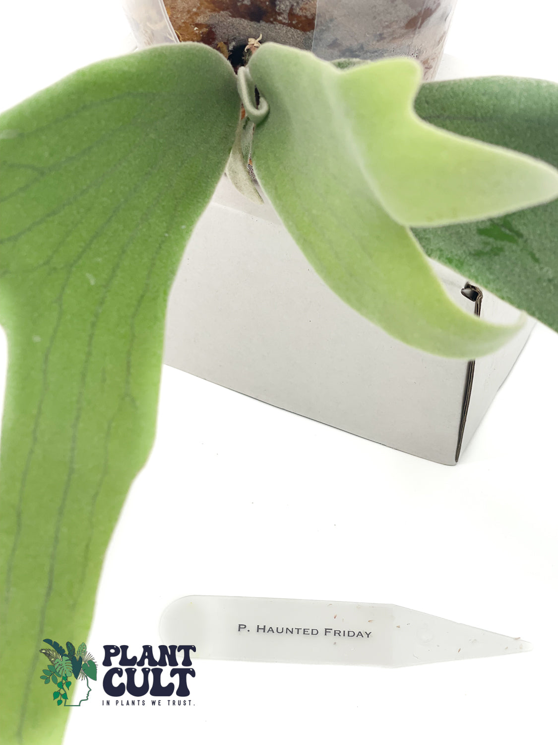 Platycerium Haunted Friday (pup)