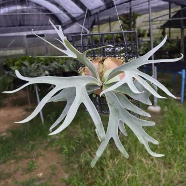 Platycerium Haunted Friday (pup)