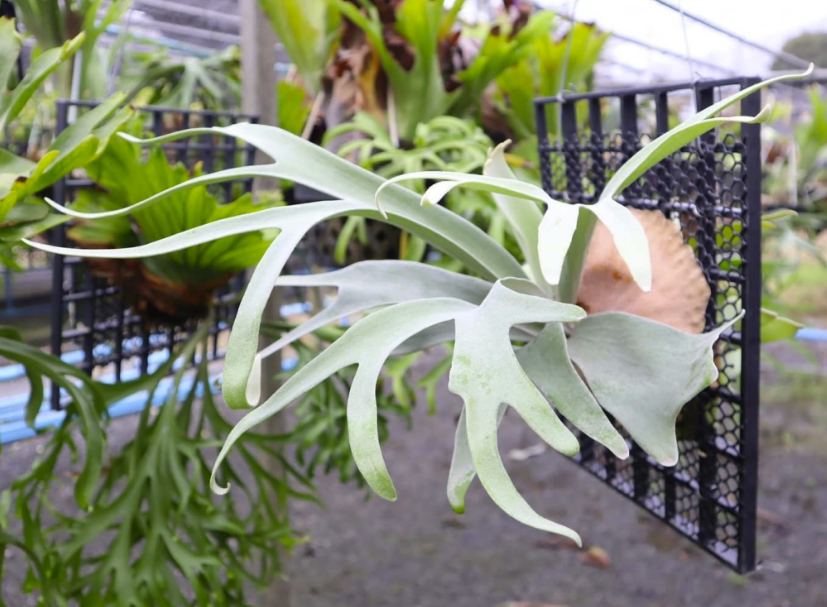 Platycerium Haunted Friday (pup)