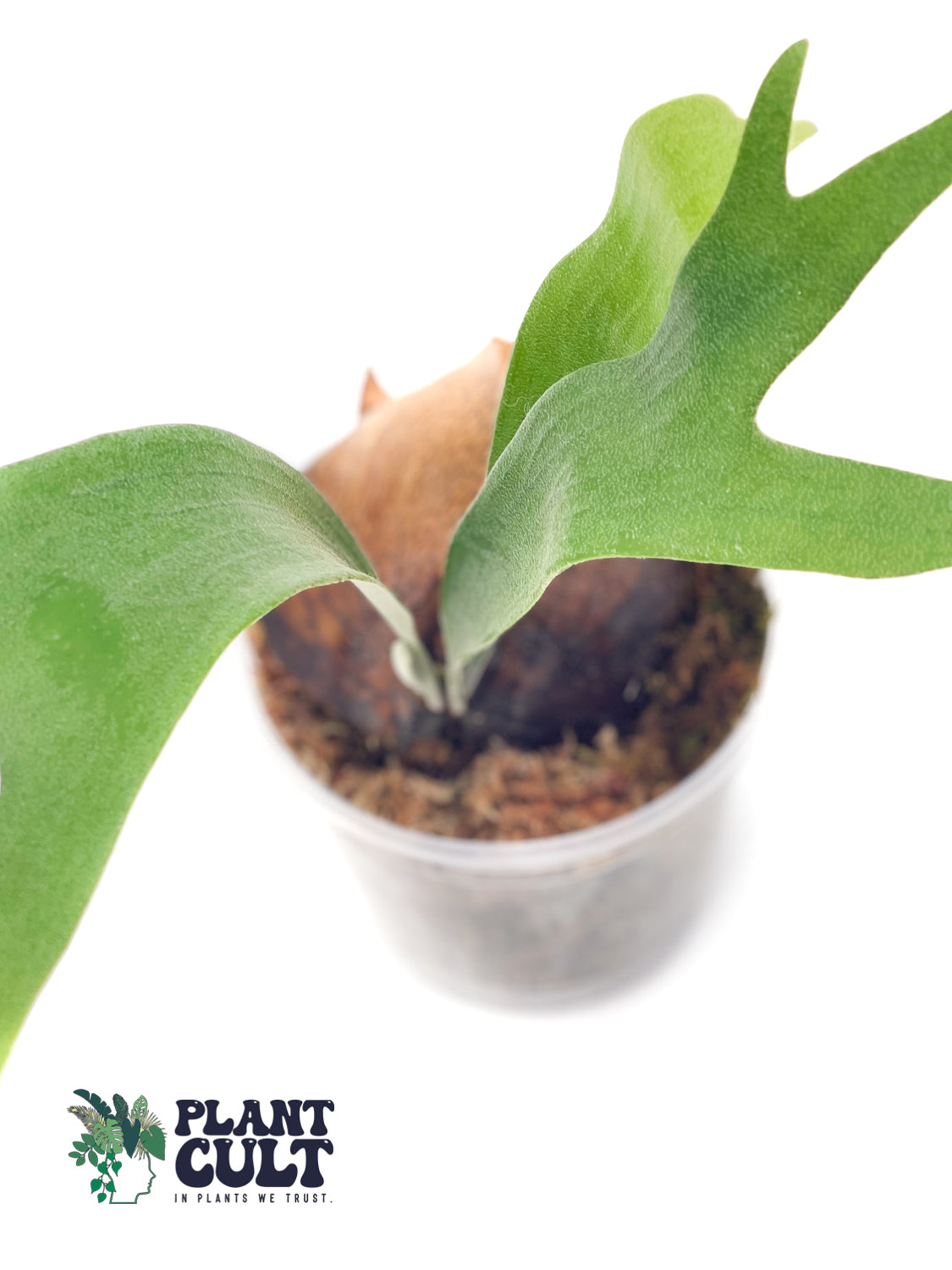 Platycerium HIPS x Bogor White Sporeling