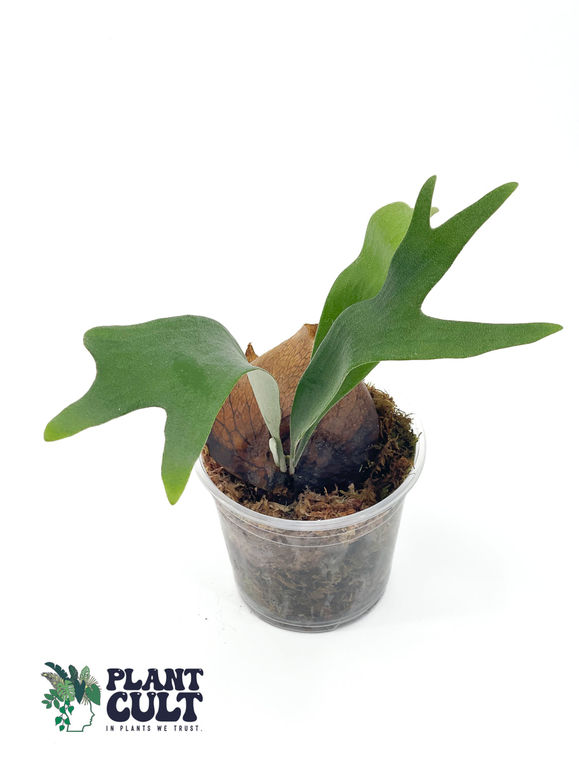 Platycerium HIPS x Bogor White Sporeling