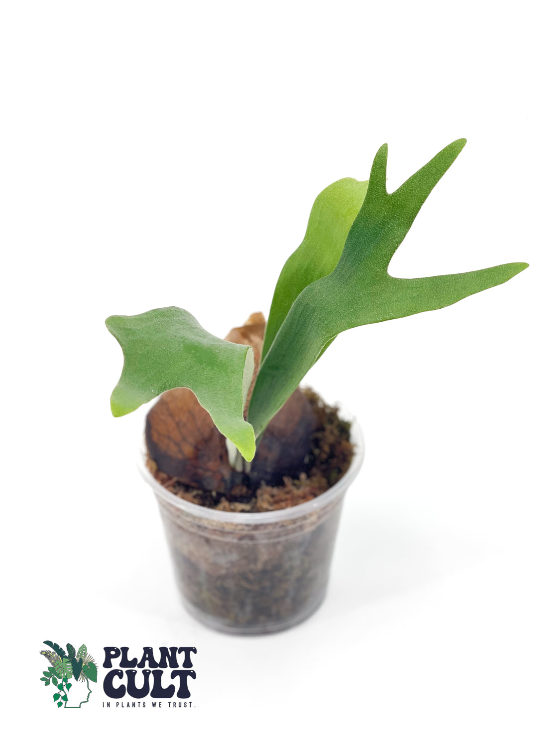 Platycerium HIPS x Bogor White Sporeling