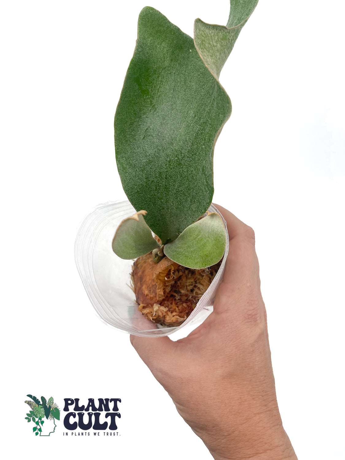 Platycerium Kin Norn (pup)