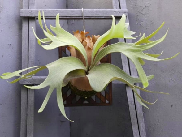 Platycerium Kin Norn (pup)