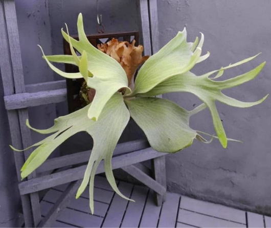 Platycerium Kin Norn (pup)