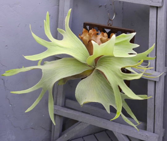 Platycerium Kin Norn (pup)