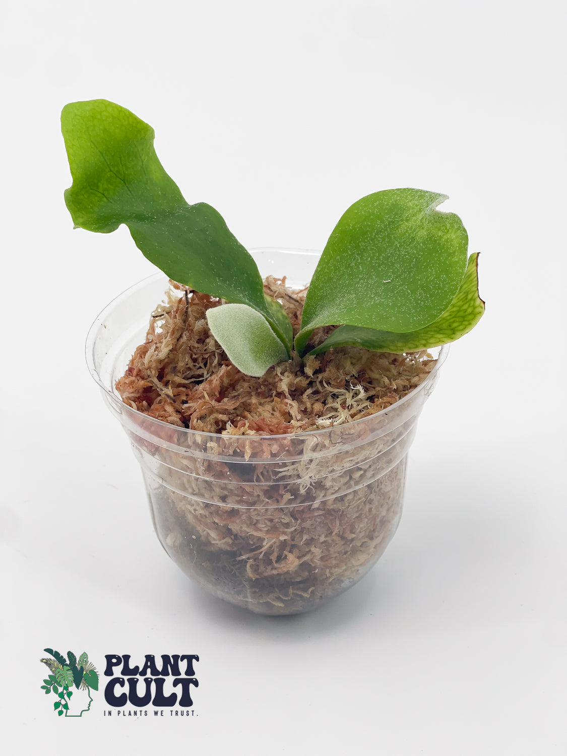 Platycerium Lipo x Willinickii 'Harvest Moon' Sporeling