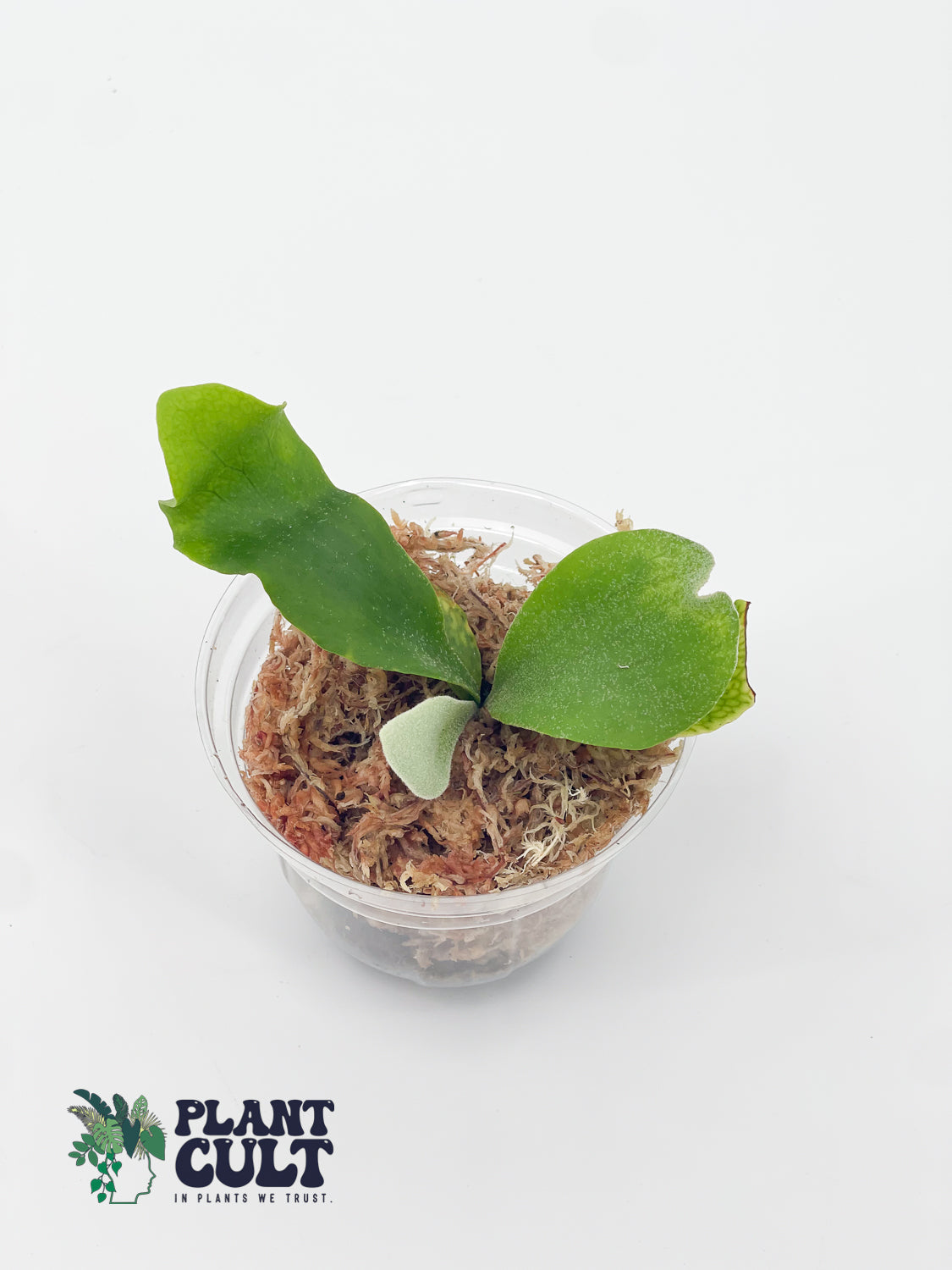 Platycerium Lipo x Willinickii 'Harvest Moon' Sporeling