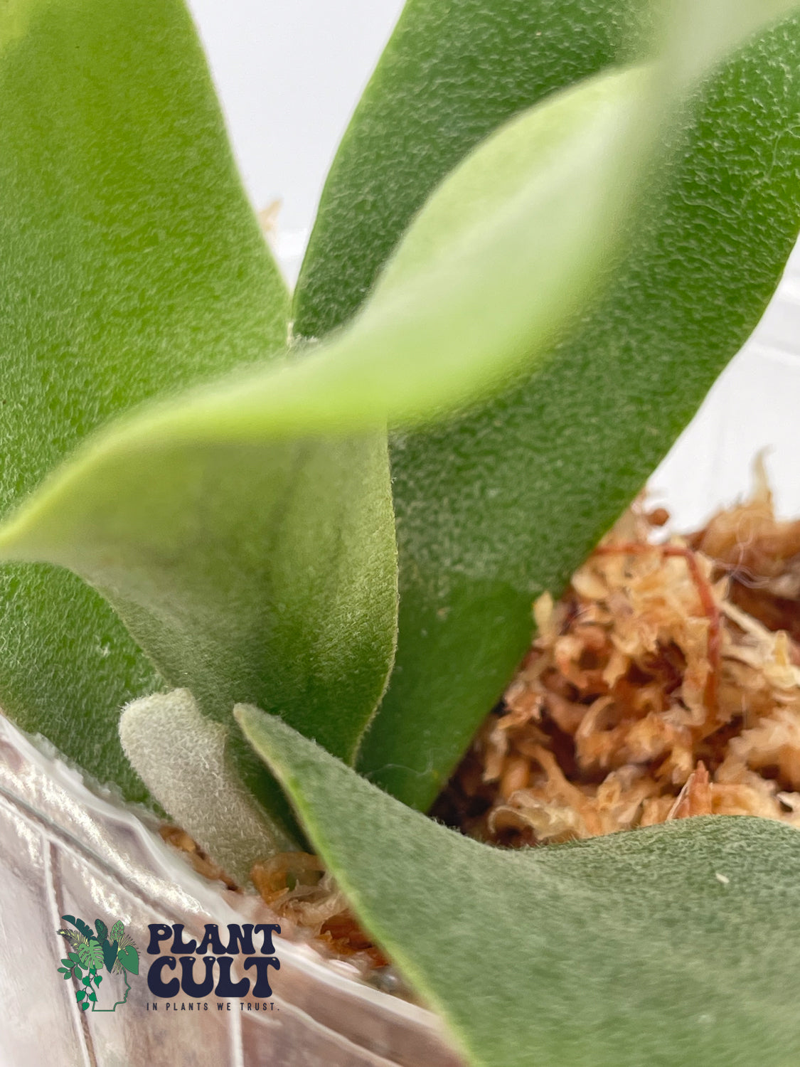 Platycerium Lipo x Willinickii 'Harvest Moon' Sporeling