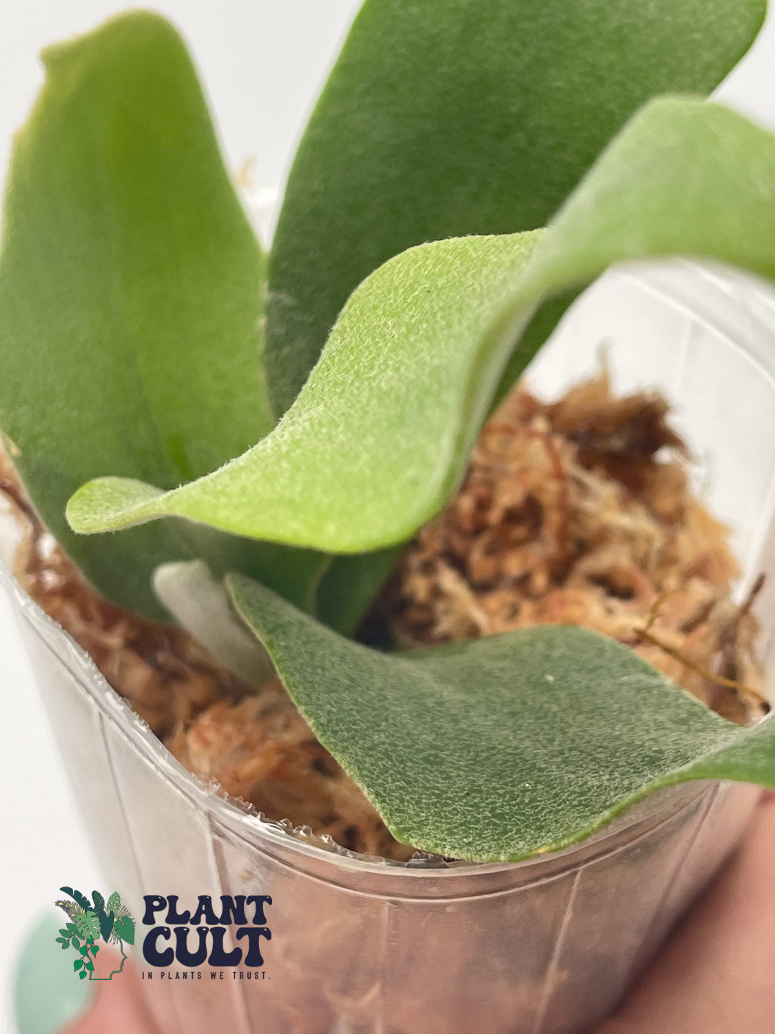 Platycerium Lipo x Willinickii 'Harvest Moon' Sporeling