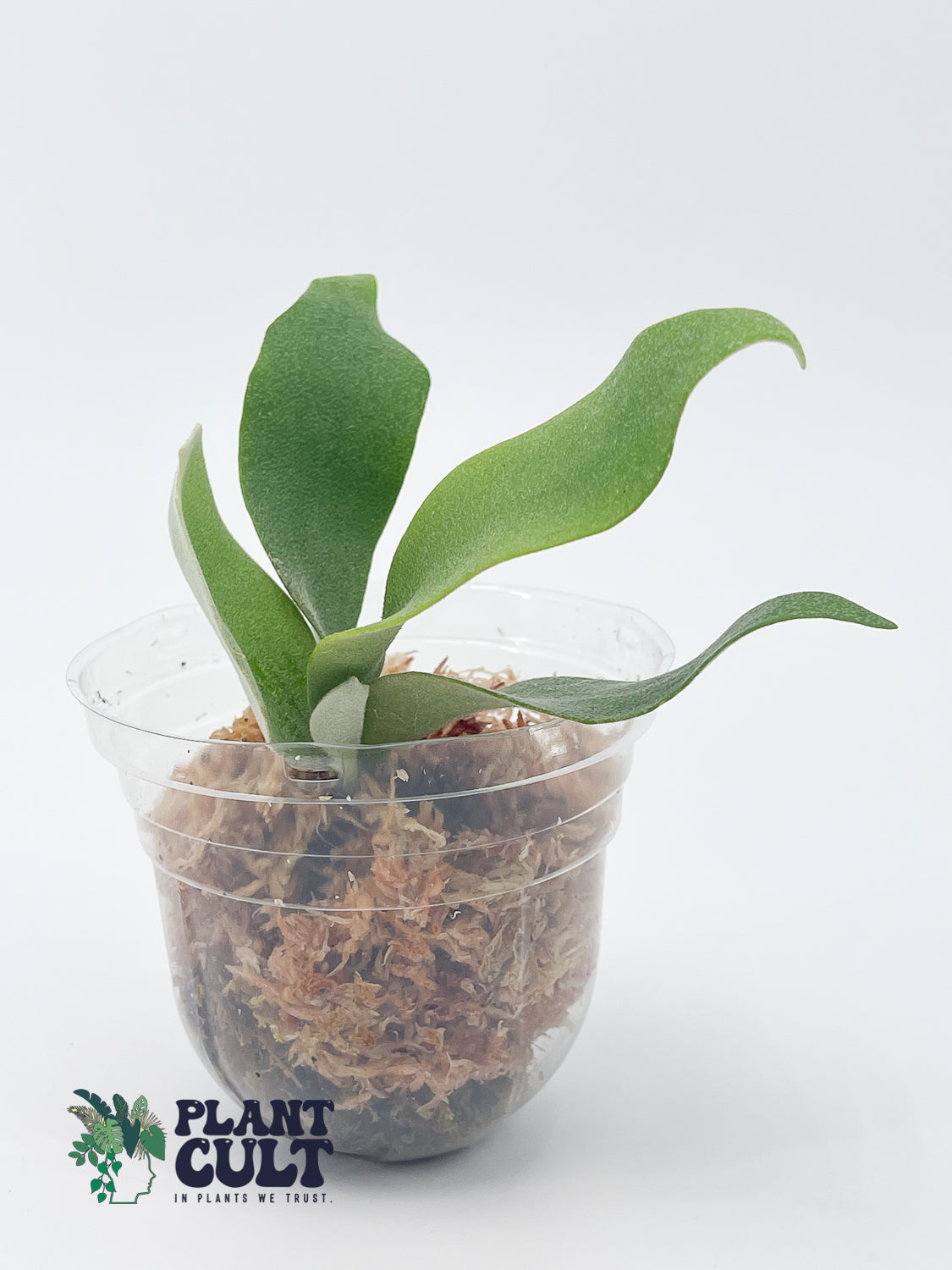 Platycerium Lipo x Willinickii 'Harvest Moon' Sporeling