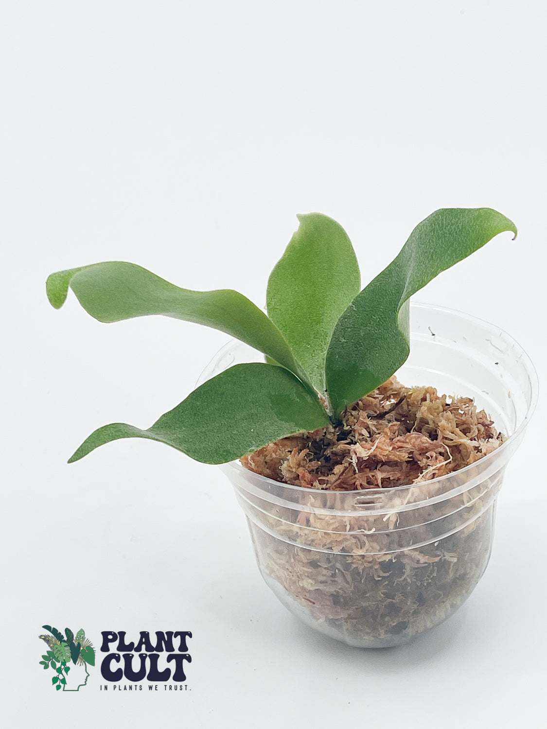 Platycerium Lipo x Willinickii 'Harvest Moon' Sporeling