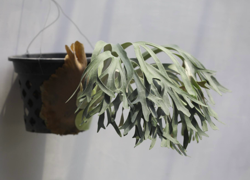 Platycerium Lipo x Willinickii 'Harvest Moon' Sporeling