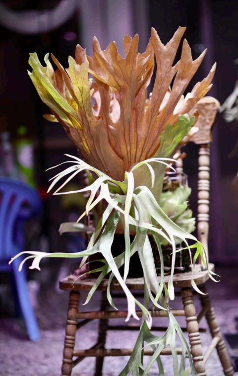 Platycerium Lipo x Willinickii 'Harvest Moon' Sporeling