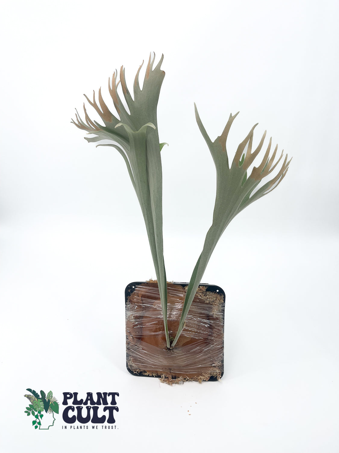 Platycerium Nemo (pup)