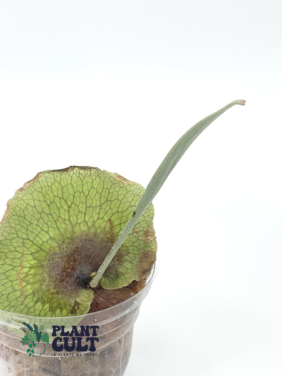 Platycerium Nemo (pup)