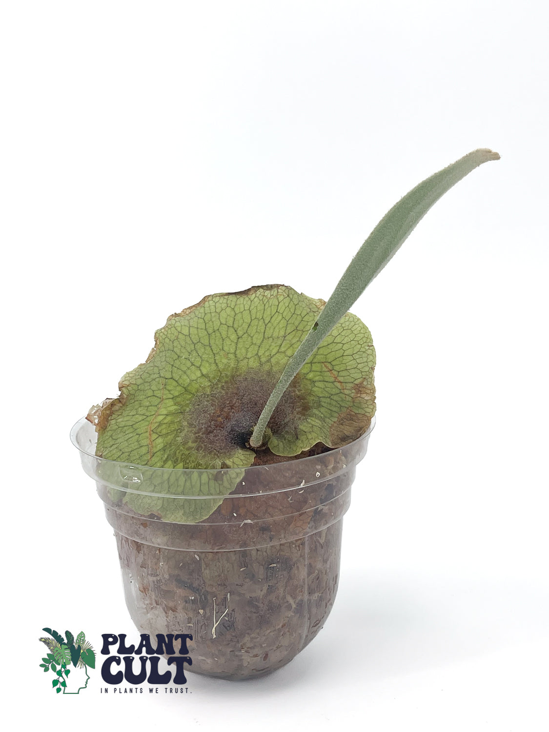 Platycerium Nemo (pup)