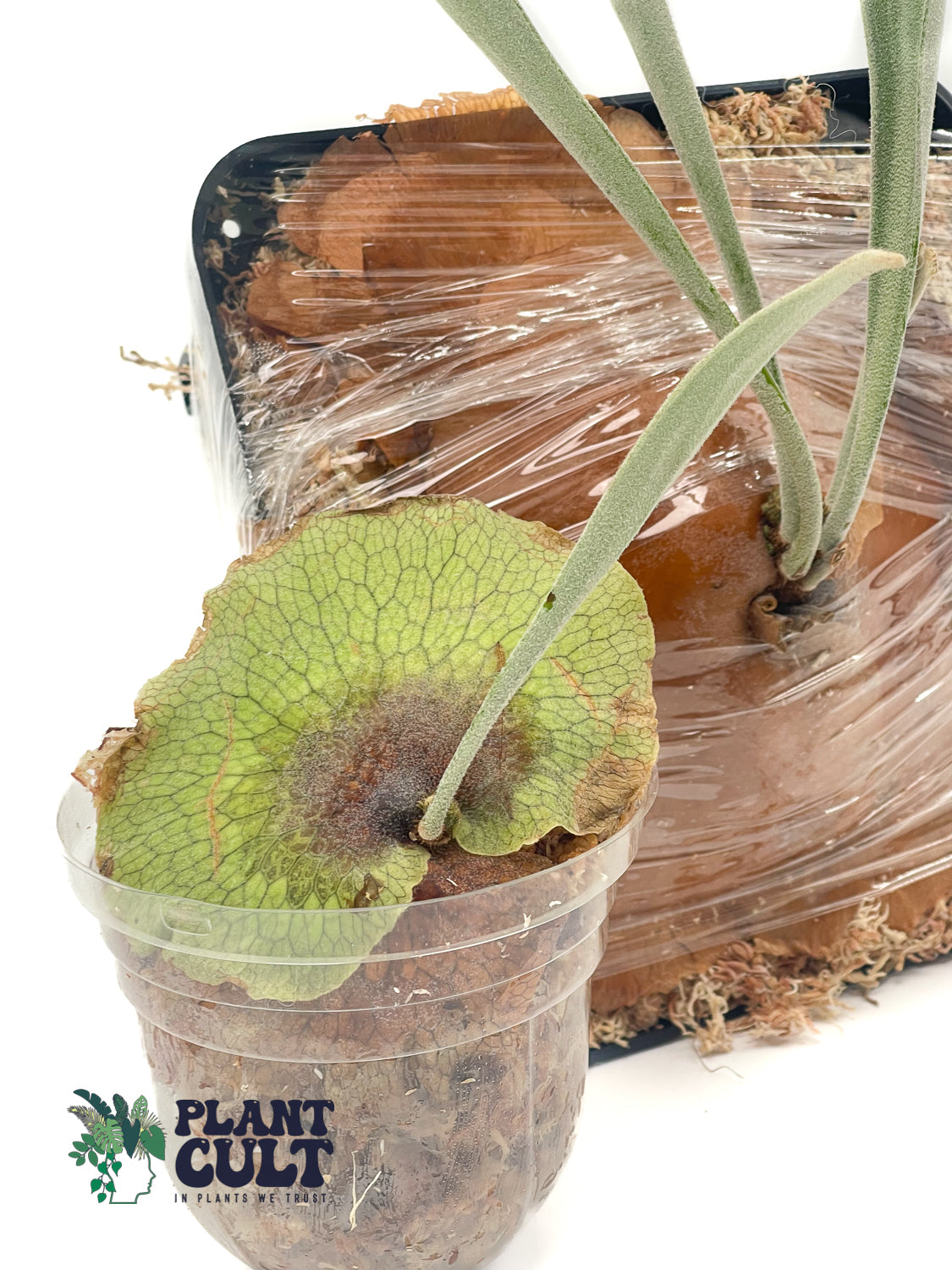 Platycerium Nemo (pup)