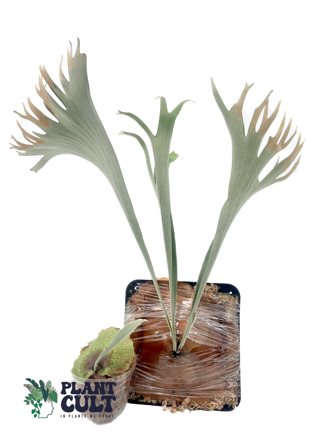 Platycerium Nemo (pup)