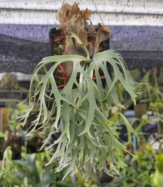 Platycerium Soho Sporeling